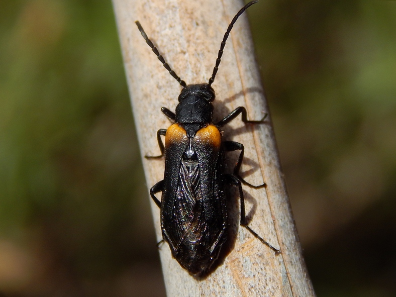 Meloidae: Sitaris muralis